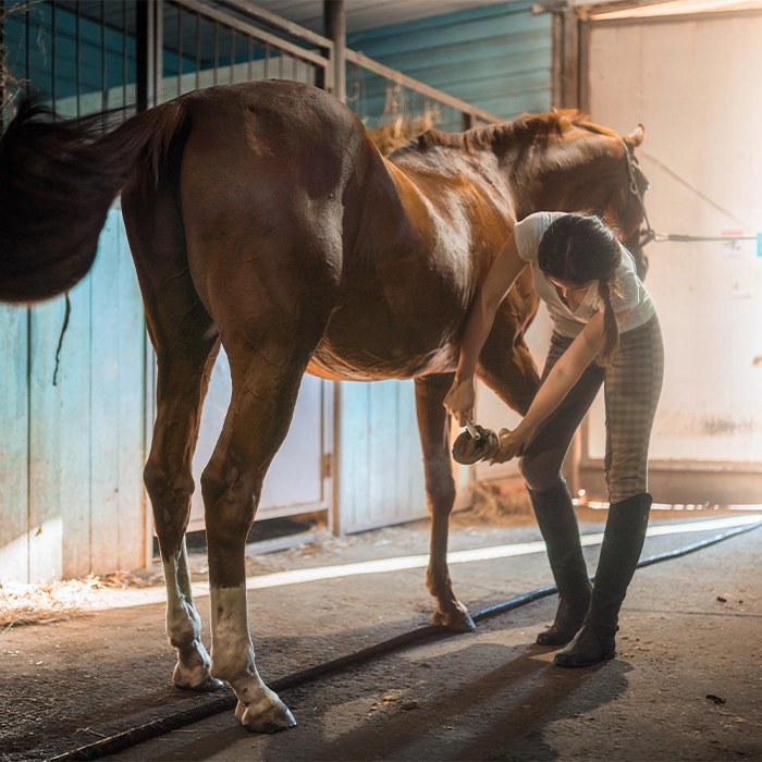 Pc Blog Equestrian